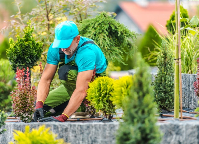 Landscaper planting shrubs in a newly arranged garden